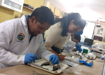 Estudios y uso de tecnología benefician a pescadores y ecosistema del lago de Atitlán