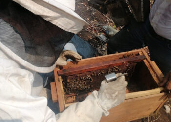 Fortalecen capacidades productivas de apicultoras y apicultores de Petén