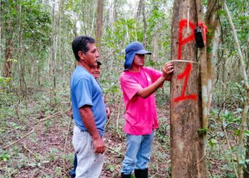 Fortalecen planes de manejo forestal en Petén