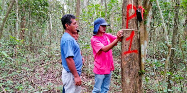 Fortalecen planes de manejo forestal en Petén