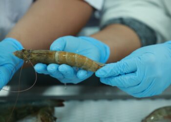 Guatemala busca exportar camarón a Brasil