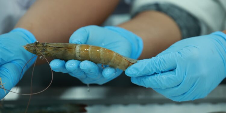 Guatemala busca exportar camarón a Brasil