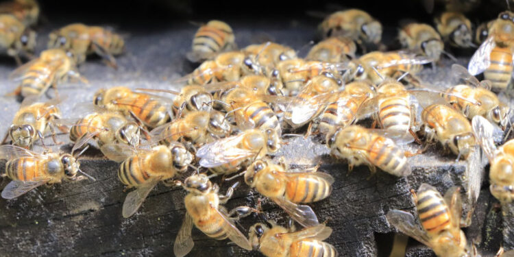 Impacto de la apicultura en la economía y el bienestar de la población