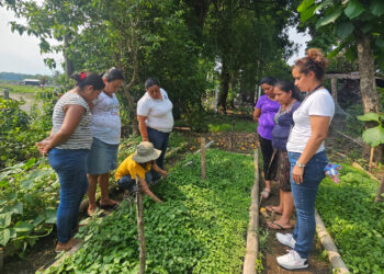 Impulsan cultivos de hierba mora en Suchitepéquez