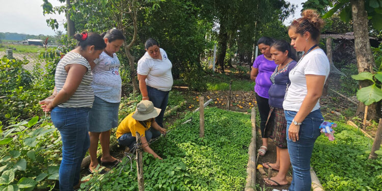 Impulsan cultivos de hierba mora en Suchitepéquez