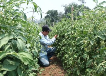 Impulsan la optimización de la producción de hortalizas en Melchor de Mencos, Petén