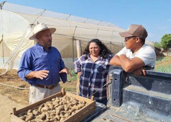 Impulsan la producción de papa en Chimaltenango