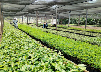 Impulsan reforestación en Petén