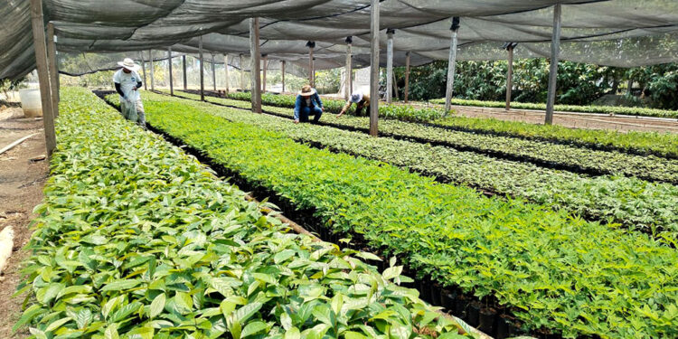 Impulsan reforestación en Petén