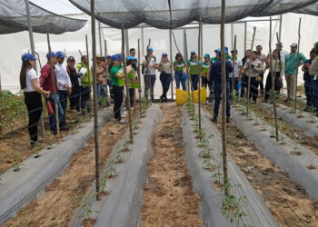 Innovación hortícola llega a Estanzuela, Zacapa