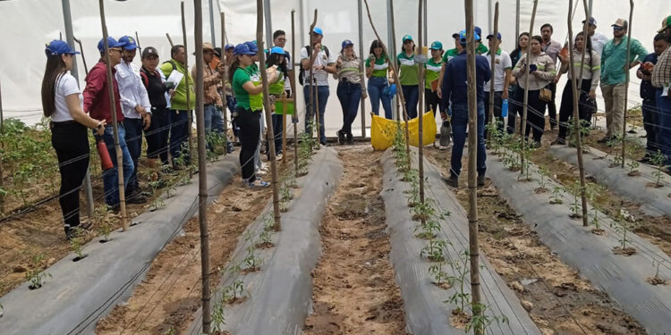 Innovación hortícola llega a Estanzuela, Zacapa