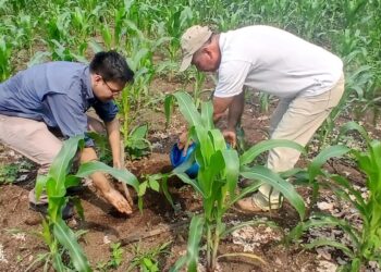Jornada de reforestación en Suchitepéquez contribuye en la sostenibilidad de los recursos naturales