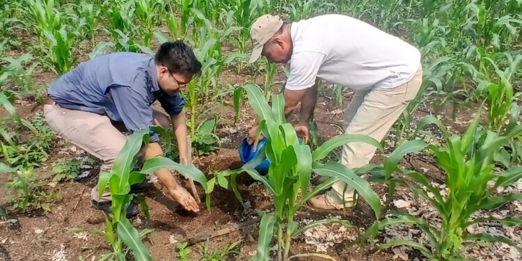 Jornada de reforestación en Suchitepéquez contribuye en la sostenibilidad de los recursos naturales