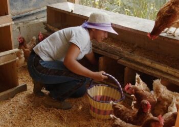 La crianza de Aves de traspatio permite avanzar hacia la autosuficiencia alimentaria
