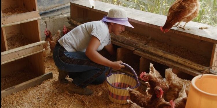 La crianza de Aves de traspatio permite avanzar hacia la autosuficiencia alimentaria