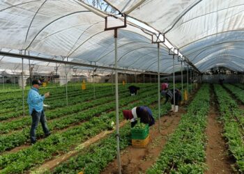 La sanidad vegetal protege el patrimonio agrícola