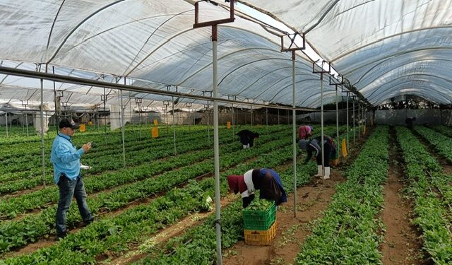 La sanidad vegetal protege el patrimonio agrícola