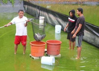 La tilapia aporta múltiples beneficios nutricionales