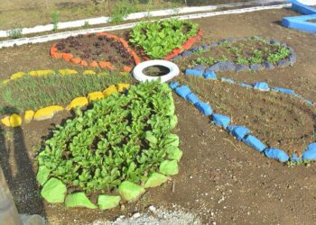 Los Huertos Escolares claves para la agricultura familiar