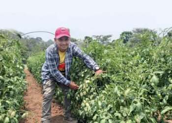 Monitorean cultivos en Petén para evitar plagas