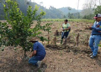 Peteneros productores de limón amplían sus conocimientos sobre manejo de cultivos