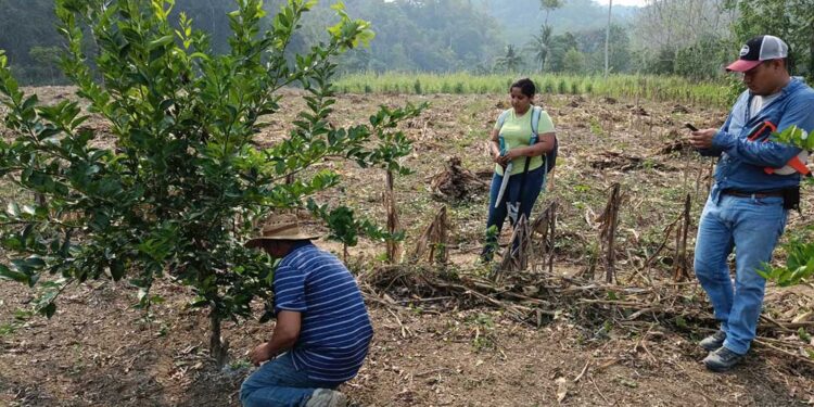 Peteneros productores de limón amplían sus conocimientos sobre manejo de cultivos
