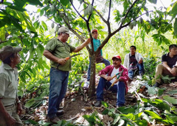 Producción de plantas de cacao en Petén fortalece economía de las comunidades