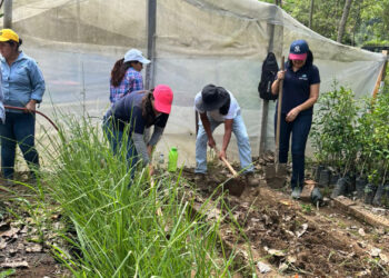 Producen plantas medicinales en huertos regionales