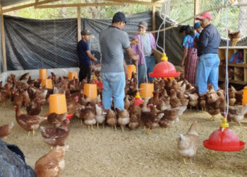 Productoras y productores son capacitados para mejorar la salud avícola en Petén