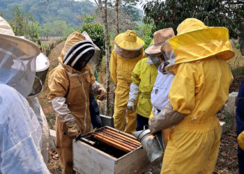 Productores de miel de Petén fortalecen sus capacidades y conocimientos