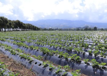 Recomendaciones al sector agropecuario por altas temperaturas registradas