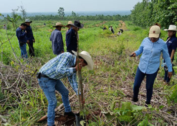 Reforestación favorecerá condiciones de cultivos en San Pablo Jocopilas, Suchitepéquez