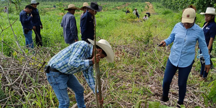 Reforestación favorecerá condiciones de cultivos en San Pablo Jocopilas, Suchitepéquez