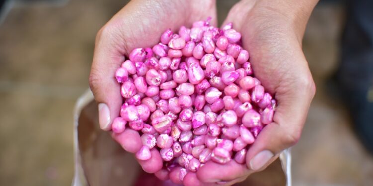 Semillas de maíz mejoradas: adaptables a situaciones climáticas y resistentes a plagas