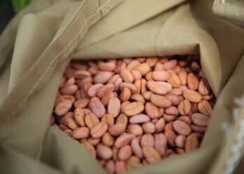 Semillas resistentes a la sequía y a la roya mejorarán la producción de café en el país