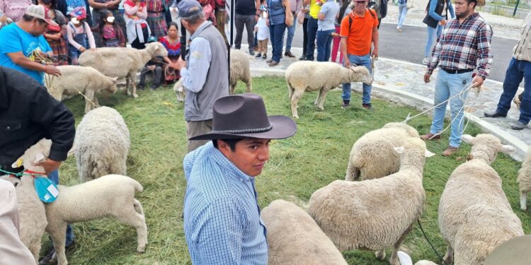 Totonicapán celebra el festival del cordero