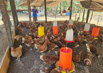 Trabajan para mejorar producción de las granjas avícolas de San Francisco, Petén