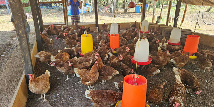 Trabajan para mejorar producción de las granjas avícolas de San Francisco, Petén