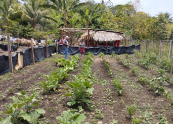 Verifican desarrollo de hortalizas en huertos familiares