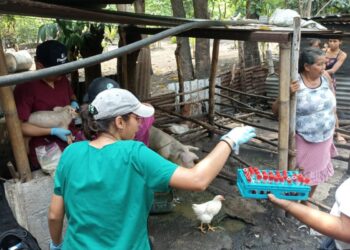 Veterinarios realizan jornada de salud animal en Escuintla