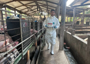 Vigilancia sanitaria porcina beneficia a comunidades de Petén