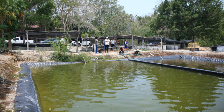 Visitan Centro Ecoproductivo Agropecuario de Petén