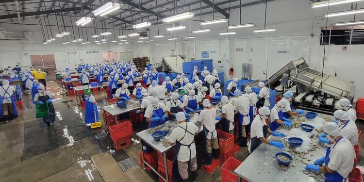 Visitan plantas de cultivo y procesamiento de camarón