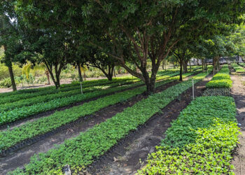 Vivero agroforestal en Masagua, Escuintla, favorece la rehabilitación de cuencas