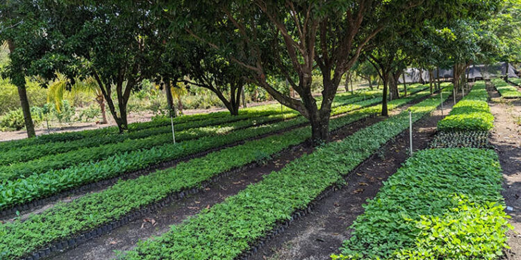 Vivero agroforestal en Masagua, Escuintla, favorece la rehabilitación de cuencas