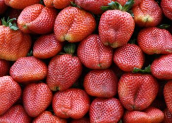 La importancia de la conmemoración del Día de la Fruta en la región