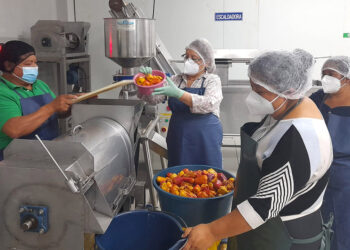 Jocote de marañón: base del emprendimiento para mujeres de San Juan Alotenango, Sacatepéquez