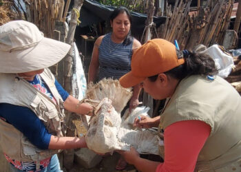 En Jutiapa fortalecen vigilancia epidemiológica contra influenza aviar