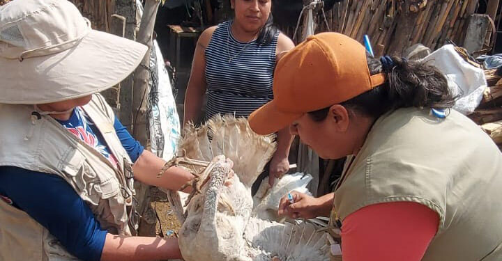 En Jutiapa fortalecen vigilancia epidemiológica contra influenza aviar