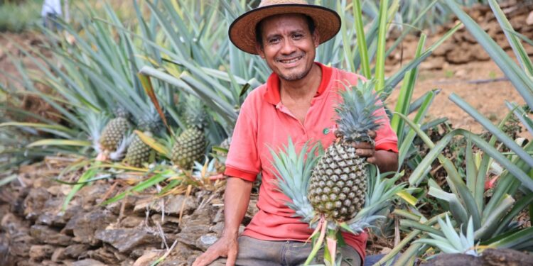 Conozca las frutas más populares que se producen en Guatemala